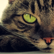 Illustration for article titled Cats Are Divas Who Refuse to Cooperate With Scientists